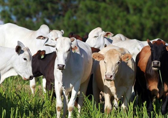 Com maior procura, abate de animais mais jovens aumenta