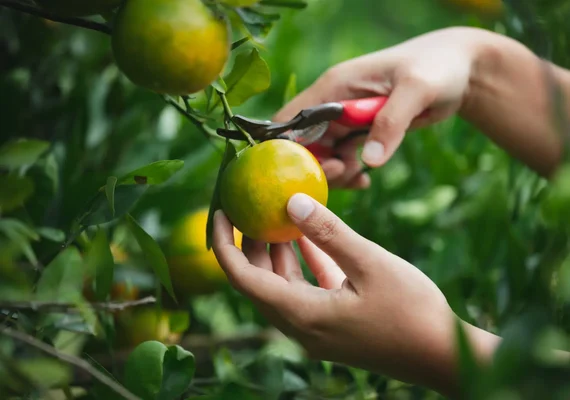 Óxidos e carbonatos: diferenças impactam manejo do solo
