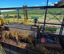 Usinas moeram mais de 230 mil toneladas de cana-de-açúcar em Alagoas