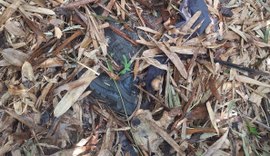 Ossada humana é encontrada em área de mata às margens da BR-101 em Pilar