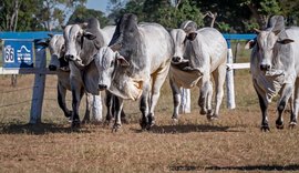 Estância Capão de Angico difunde genética nelore para o Nordeste