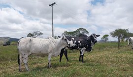 Expoagro-AL estreia julgamento da raça Nelore Pintado