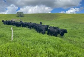 Cooperativa 'Boi de Engenho' é a primeira marca de carne em Alagoas a conquistar selo do SISBI