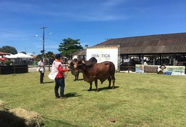 Expoalagoas Genética traz competição de Tambor e primeiro leilão nesta sexta (17)