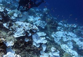 Estudo revela que 80% dos corais do mundo sofreram branqueamento