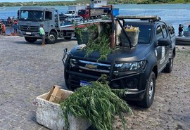 Plantação de maconha com 85 pés é descoberta em Penedo; homem foi preso