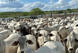 Banco do Nordeste tem R$ 402 milhões para financiar o campo em AL