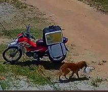 Vídeo: cachorro 'rouba' marmita de entregador e viraliza nas redes sociais