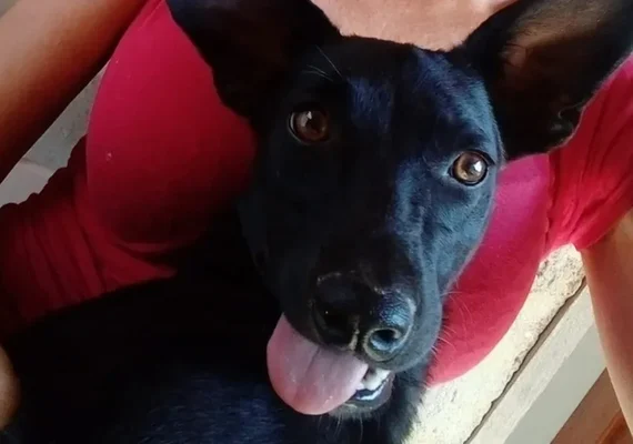 Cadela comunitária 'Pretinha' é morta a tiros no Espírito Santo