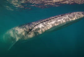 Após 100 anos, espécie de baleia volta a aparecer na costa da Argentina