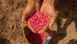 Governo do Estado lança o Planta Alagoas na próxima terça-feira (25)