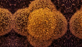 Alagoas registra 650 casos de Covid-19 em um dia