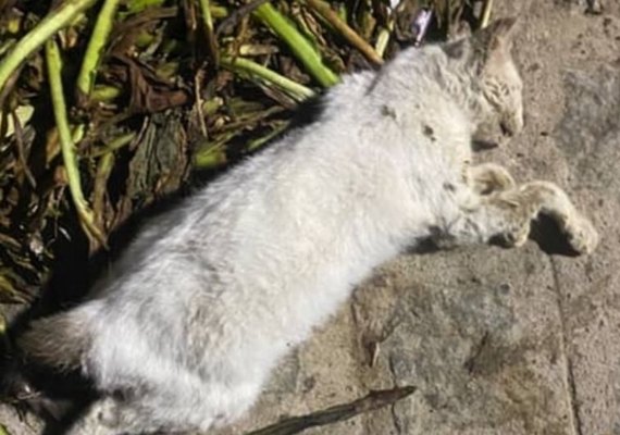Moradores denunciam mortes de animais por envenenamento em loteamento no município de Craíbas