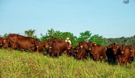 Leilão 3 Histórias oferta a elite da raça santa gertrudis