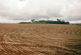 Alagoas inicia período de prevenção contra praga ferrugem que atinge cultura do grão