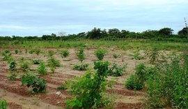 No dia da Caatinga, IMA alerta para a importância da preservação do bioma