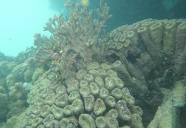 Fapeal impulsiona pesquisa sobre recifes de corais e contribui para a conservação marinha em Alagoas