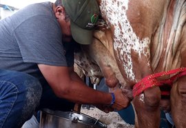 Raça Gir Leiteiro protagoniza primeiro Torneio Leiteiro da Expoagro Alagoas