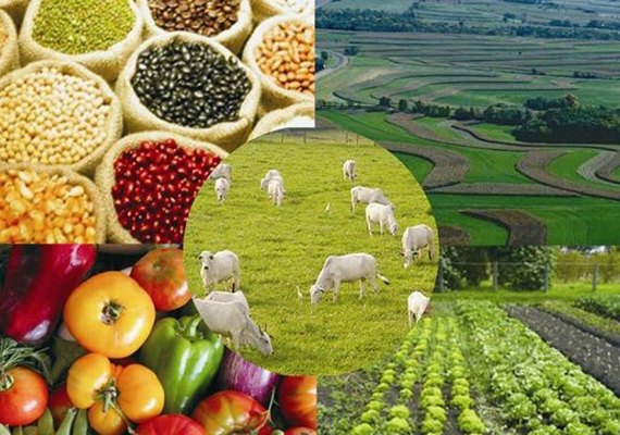 Governo pode prorrogar dívida rural e liberar novas linhas de crédito