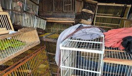 Megaoperação em Arapiraca apreende quase 700 animais silvestres e crustáceos