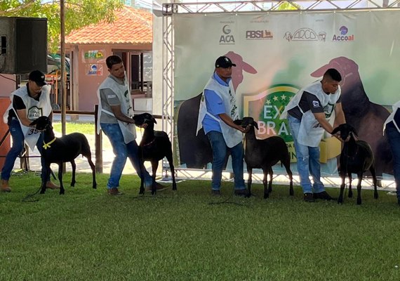 Santa Inês inicia atividades na Expoagro com 600 animais em pista
