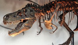 Pesquisadores encontram dente de tiranossauro cravado em crânio de animal