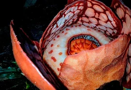 Flor gigante raríssima é encontrada em Sumatra após 13 anos de buscas