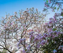 Primavera começa oficialmente no Brasil neste domingo (22)