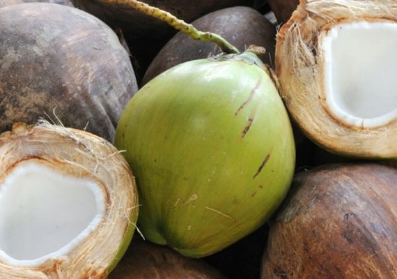 Nova indústria de coco chega a Alagoas com investimentos de R$ 15 mi