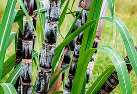 AL mantém liderança como maior produtor de cana do NE