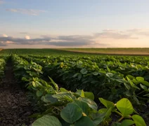 CNA pede R$ 623 bilhões para Plano Safra e fortalecimento do seguro rural