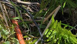 Gato com Batata: operação encontra irregularidades na rede elétrica de uma fazenda no interior de AL