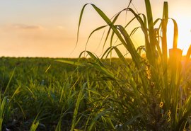 Safra de cana 2021/22 deve diminuir 4% no Brasil