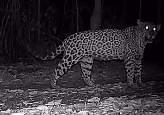 VÍDEO: pela primeira vez, miado de onça-pintada é registrado em vida livre