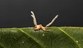 Pesquisadores encontram nova espécie de fungo 'zumbi' em aranhas brasileiras