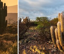 Caatinga reforça potencial turístico de AL com paisagens únicas no sertão