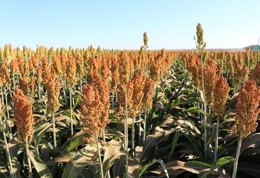 Sorgo ganha espaço na safra 2025/26 e desafia o milho safrinha