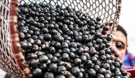China facilita exportação de polpas e frutas congeladas brasileiras