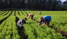 Preços mínimos de produtos da biodiversidade da safra de 2022 são atualizados