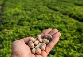 Cooperativa ﻿aposta no cultivo do amendoim no agreste alagoano