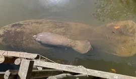 Morre, em Alagoas, a primeiro peixe-boi nascida em cativeiro no mundo