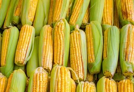 Milho: cotações seguem em alta, segundo dados de centro de estudos em agricultura