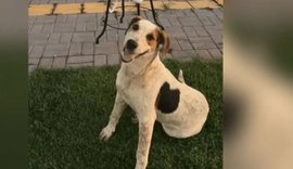 Cachorro comunitário Abacate é morto a tiros no Paraná