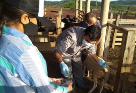 Caravana apresentará resultados de inovação para caprinocultura e ovinocultura no Semiárido brasileiro