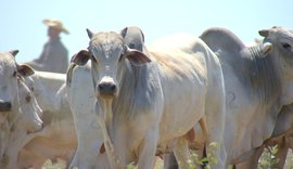 Cotação do boi gordo permanece estável em Alagoas