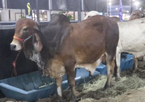 Cooperativa alagoana aposta em inovação e amplia mercado da carne no Nordeste