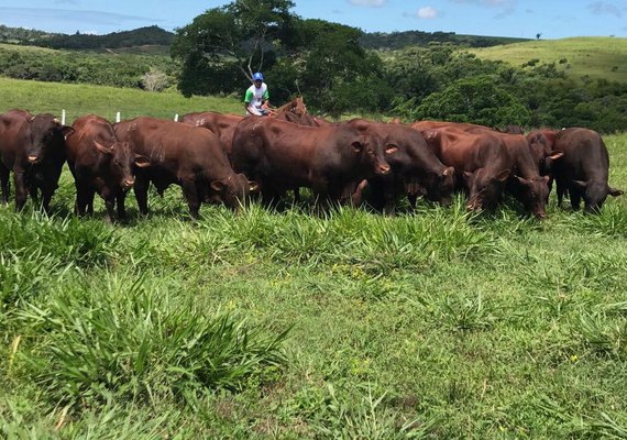 Fazenda Mangabeira oferta santa gertrudis com linhagem exclusiva