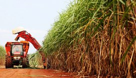 Safra de cana já supera moagem final do ciclo 2024/25 em Alagoas