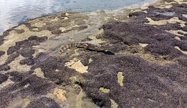 VÍDEO: jacaré é avistado nos arrecifes da Praia do Saco e chama atenção de banhistas e pescadores