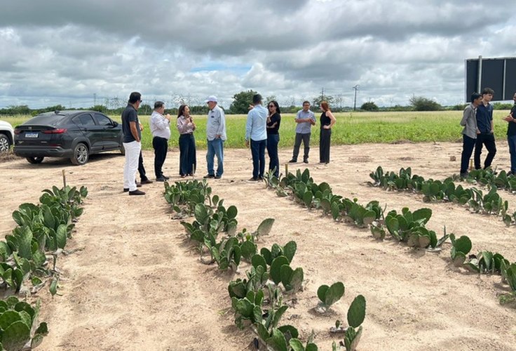 Projeto transforma farelo de palma em alternativa para a pecuária no Semiárido